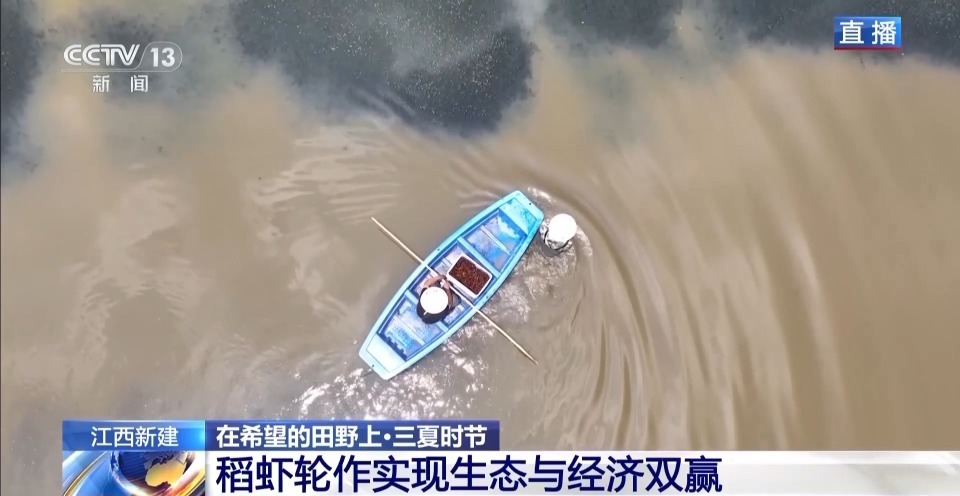 “抢鲜”上市 养出一只肥美的小龙虾需要几步？