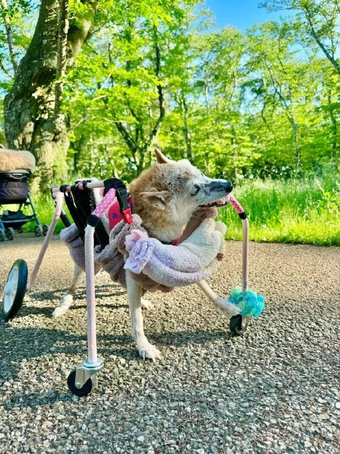 “Doge”表情包原型柴犬去世 “Doge”表情包原型柴犬去世