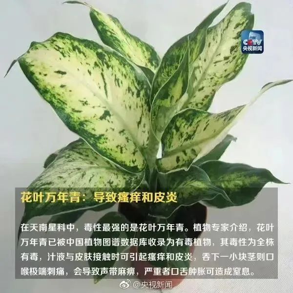 警惕！全身是毒，严重可致命，切勿随意触碰