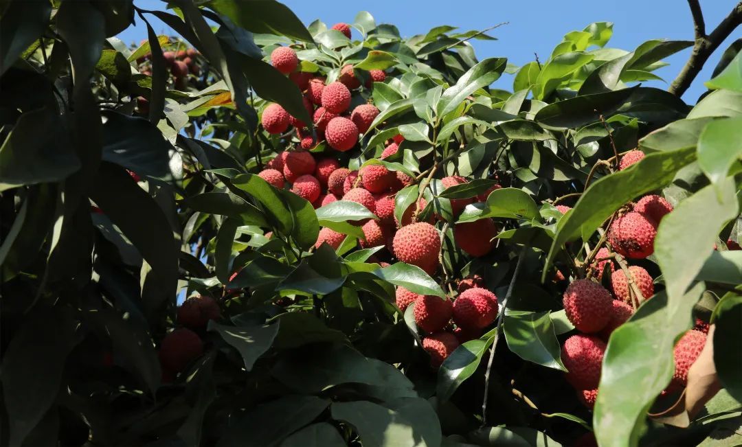 实现“荔枝自由”?我提名四川这里 实现“荔枝自由”?我提名四川这里