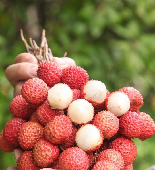 实现“荔枝自由”?我提名四川这里 实现“荔枝自由”?我提名四川这里