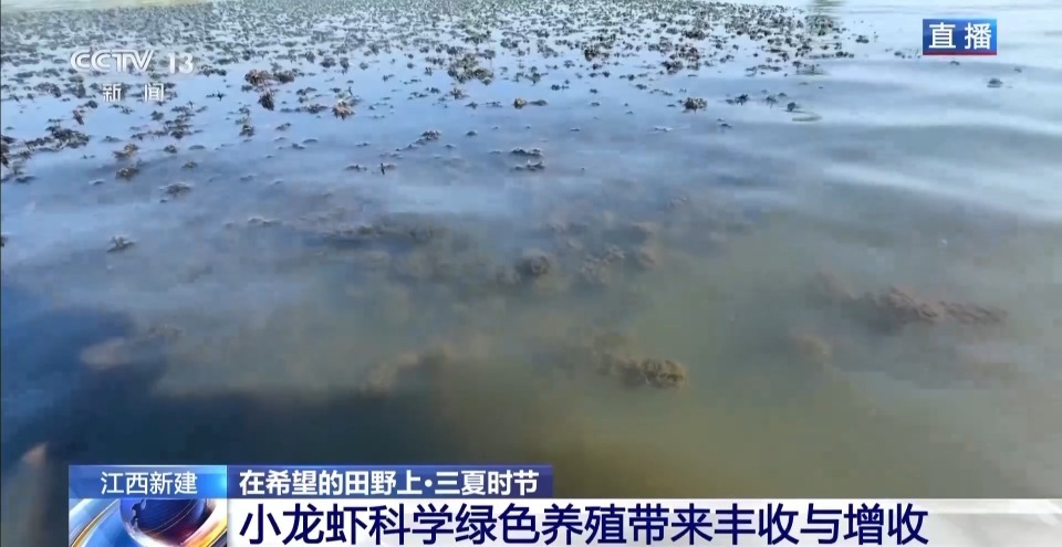 “抢鲜”上市 养出一只肥美的小龙虾需要几步？