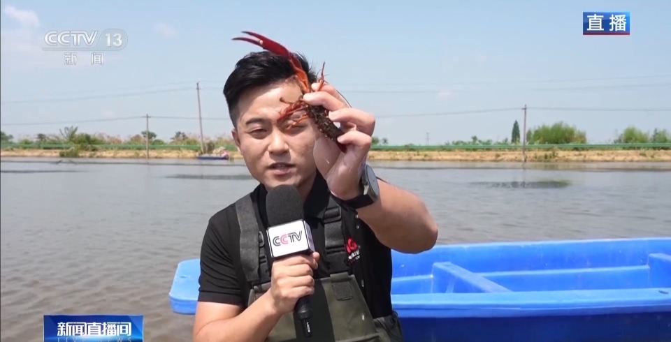 “抢鲜”上市 养出一只肥美的小龙虾需要几步？