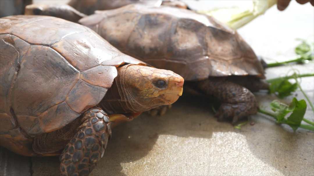 憨态可掬!巡边民警捡到4只国家一级保护动物凹甲陆龟 憨态可掬!巡边民警捡到4只国家一级保护动物凹甲陆龟