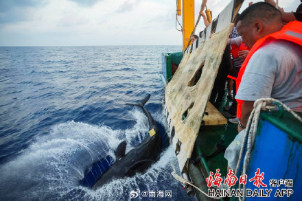 搁浅短肢领航鲸“海棠”重归大海！