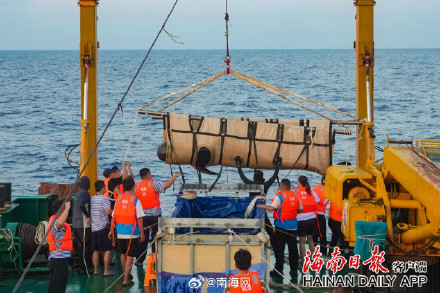 搁浅短肢领航鲸“海棠”重归大海！