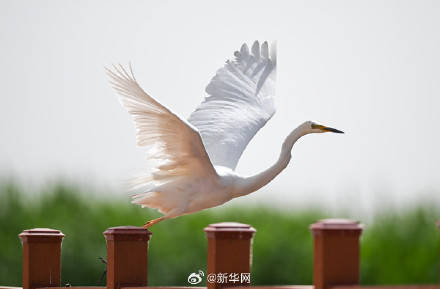 一起欣赏！夏日乌梁素海风景如画