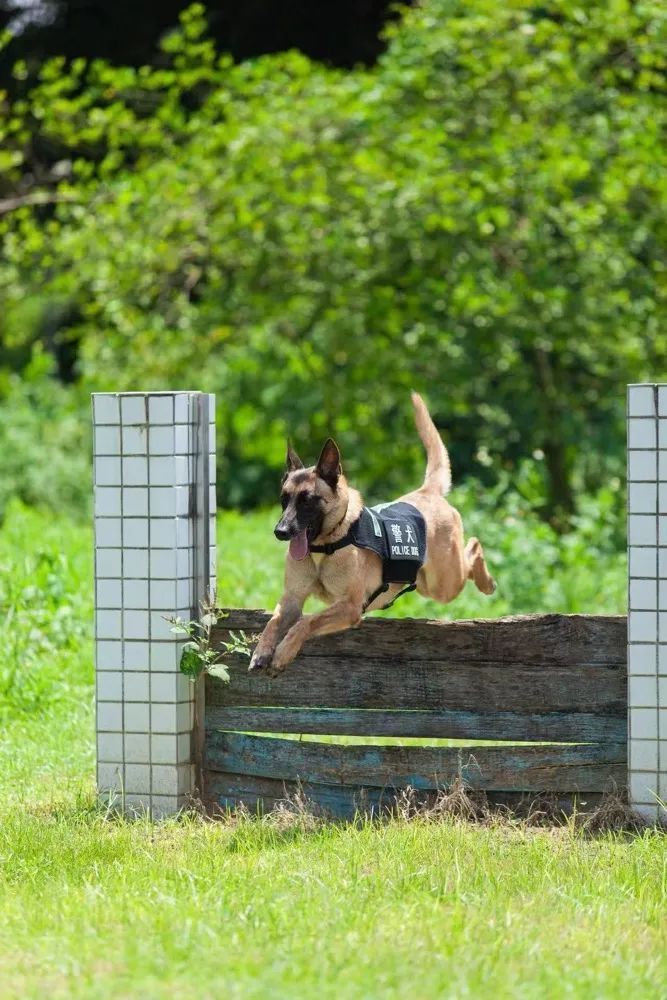 警犬“飞机”入职日记！