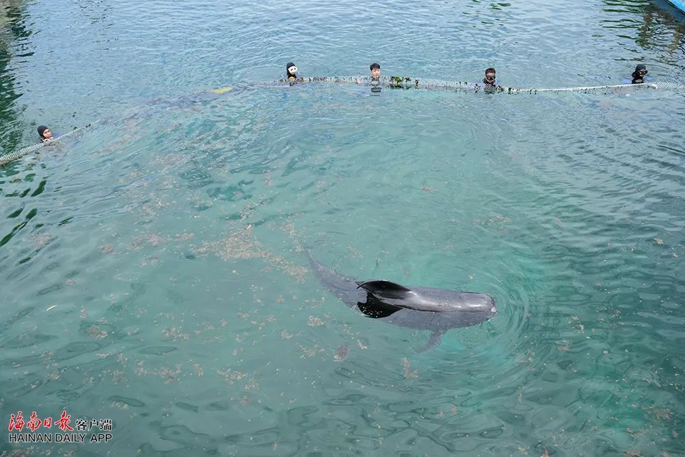 祝福!“海棠”从三亚启程“回家” 祝福!“海棠”从三亚启程“回家”