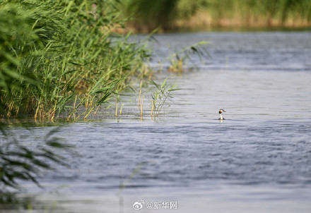 一起欣赏！夏日乌梁素海风景如画