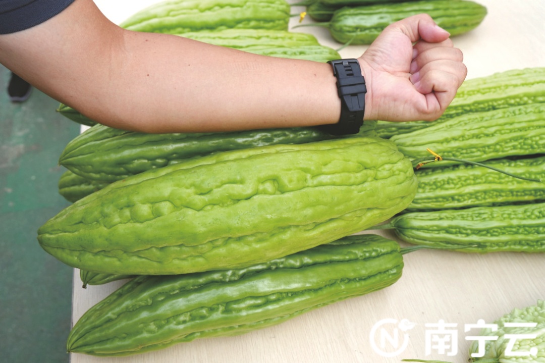 这里,“苦瓜王”出炉! 这里,“苦瓜王”出炉!