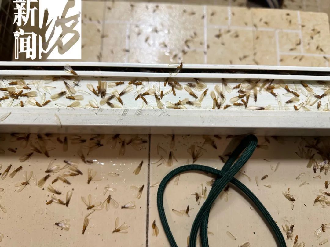 上海人最担心的来了!有人夜不能寐,身上、头上到处都是…… 上海人最担心的来了!有人夜不能寐,身上、头上到处都是……