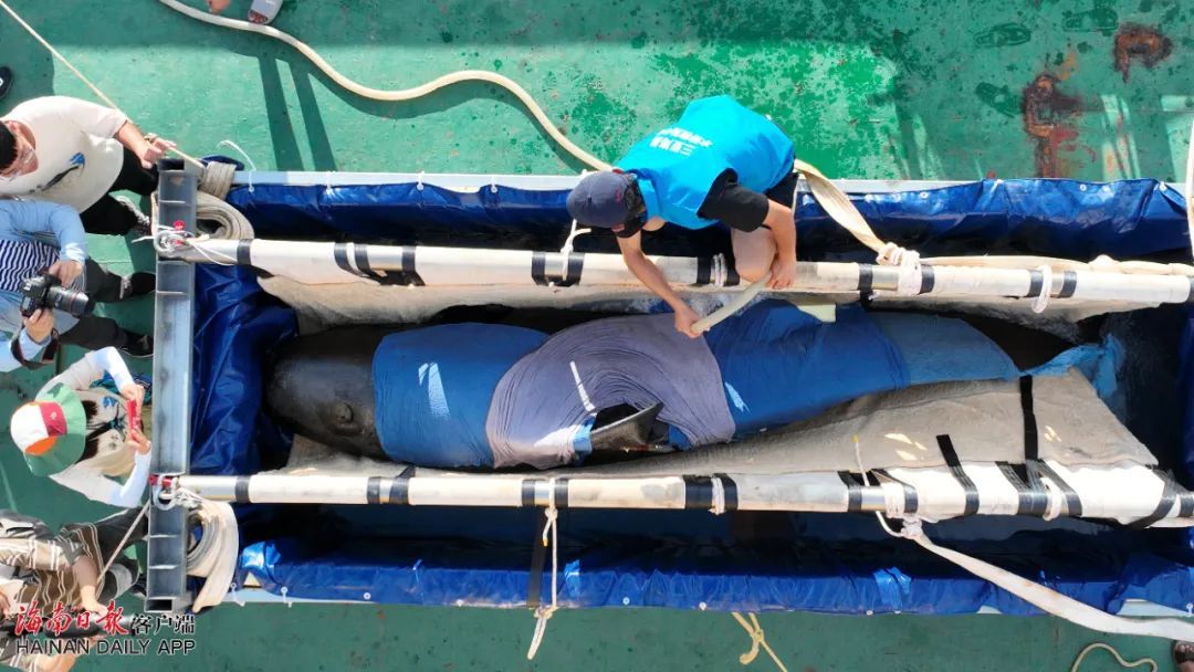 祝福!“海棠”从三亚启程“回家” 祝福!“海棠”从三亚启程“回家”