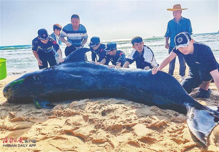 祝福!“海棠”从三亚启程“回家” 祝福!“海棠”从三亚启程“回家”