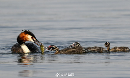一起欣赏！夏日乌梁素海风景如画