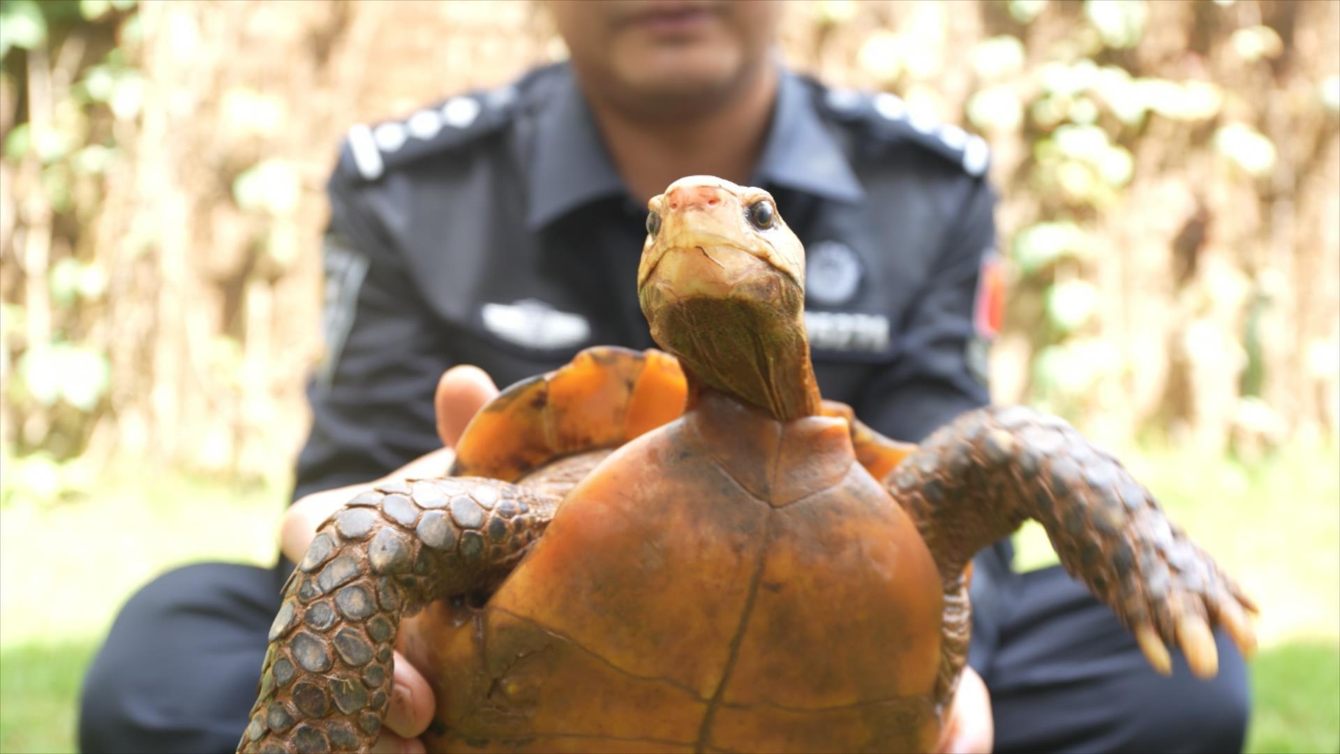 憨态可掬!巡边民警捡到4只国家一级保护动物凹甲陆龟 憨态可掬!巡边民警捡到4只国家一级保护动物凹甲陆龟