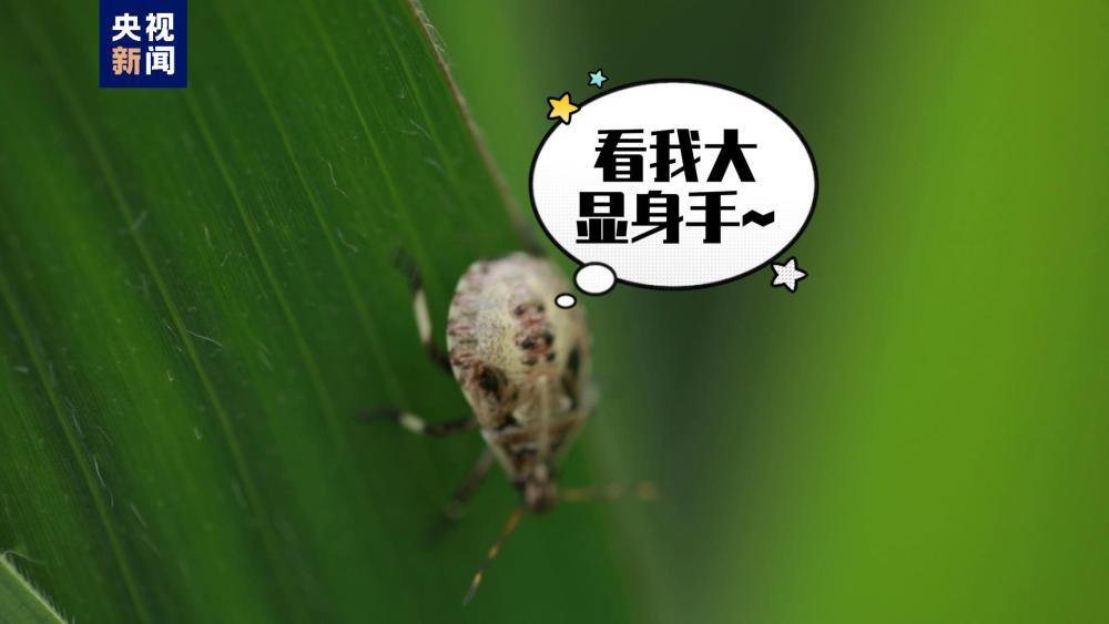 田园保卫战!湖南桂阳41亿头“虫虫特工”出击 田园保卫战!湖南桂阳41亿头“虫虫特工”出击