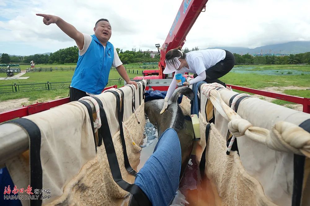 祝福!“海棠”从三亚启程“回家” 祝福!“海棠”从三亚启程“回家”