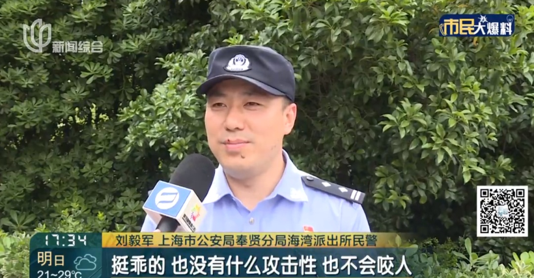 沪一男子林中吹笛,意外一幕出现上海地区十分罕见! 沪一男子林中吹笛,意外一幕出现上海地区十分罕见!