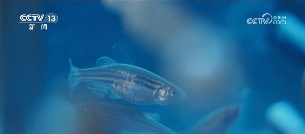 神十八乘组在轨30天 多项空间科学实(试)验正稳步推进 神十八乘组在轨30天 多项空间科学实(试)验正稳步推进