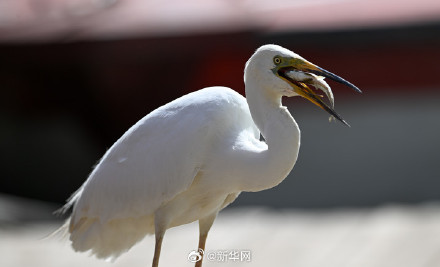 一起欣赏！夏日乌梁素海风景如画