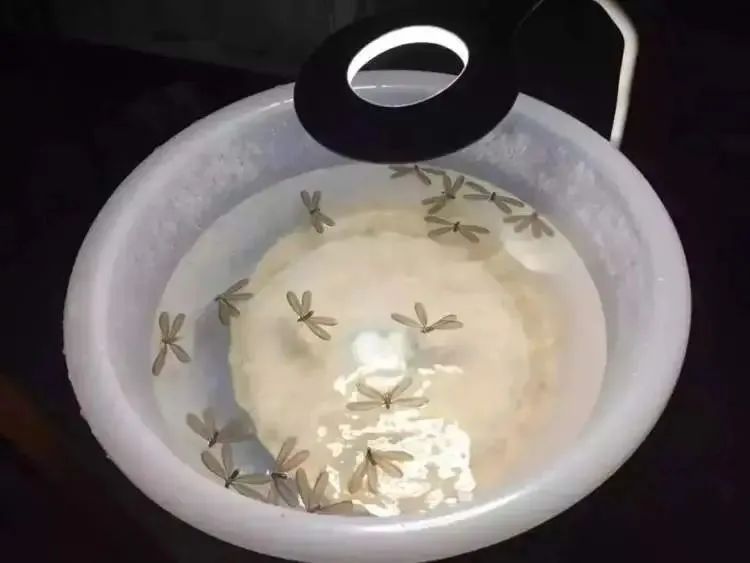 上海人最担心的来了!有人夜不能寐,身上、头上到处都是…… 上海人最担心的来了!有人夜不能寐,身上、头上到处都是……