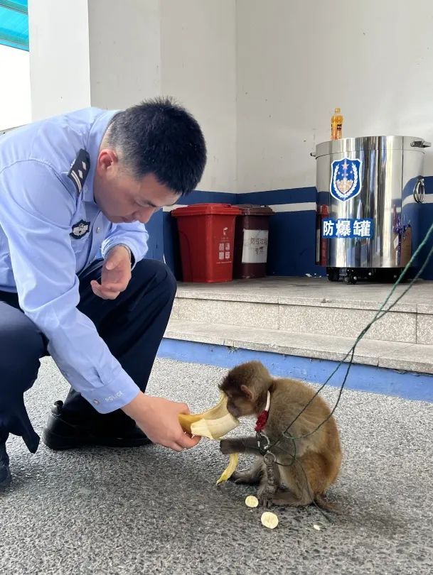 你是猴子请来的救兵吗？