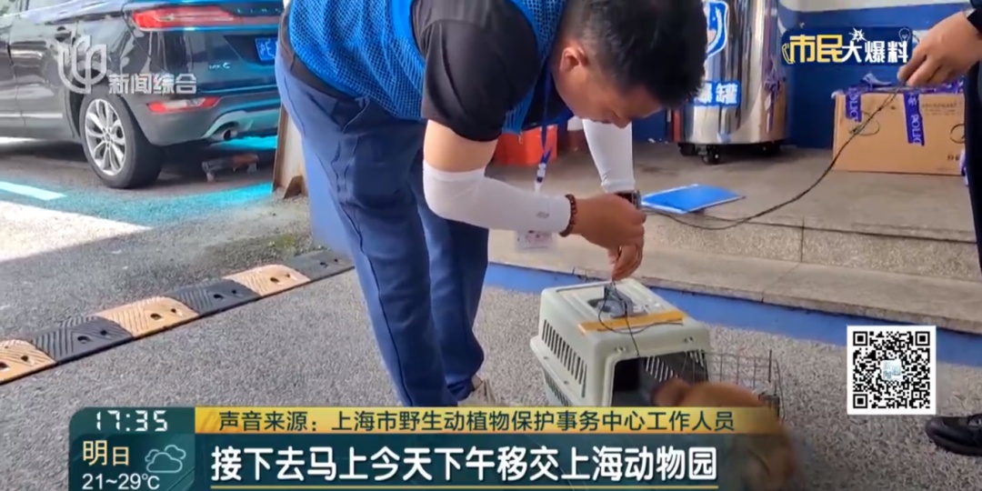 沪一男子林中吹笛,意外一幕出现上海地区十分罕见! 沪一男子林中吹笛,意外一幕出现上海地区十分罕见!