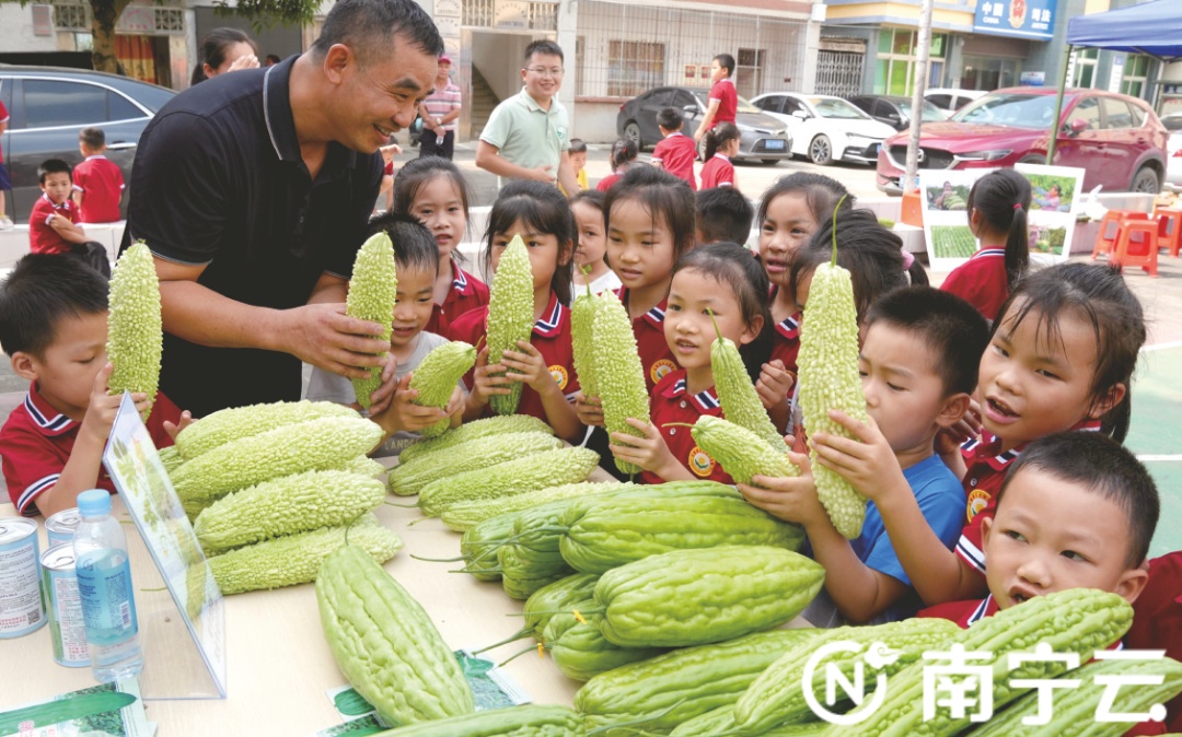 这里,“苦瓜王”出炉! 这里,“苦瓜王”出炉!