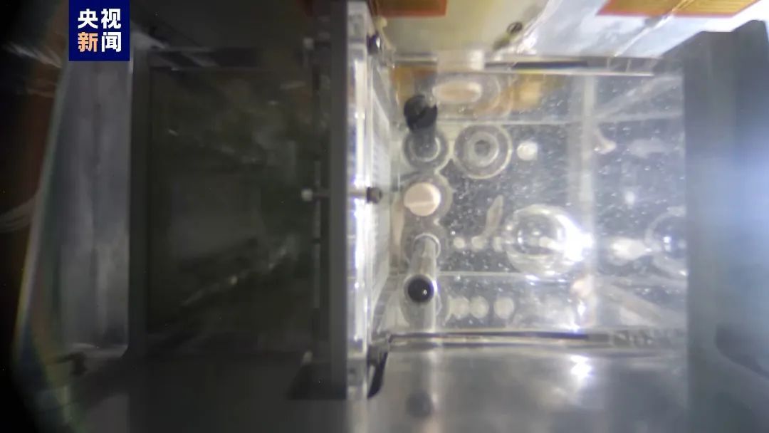 太空养鱼进展咋样?神十八乘组在轨满月 太空养鱼进展咋样?神十八乘组在轨满月