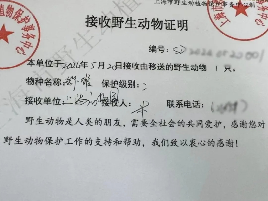 沪一男子林中吹笛,意外一幕出现上海地区十分罕见! 沪一男子林中吹笛,意外一幕出现上海地区十分罕见!