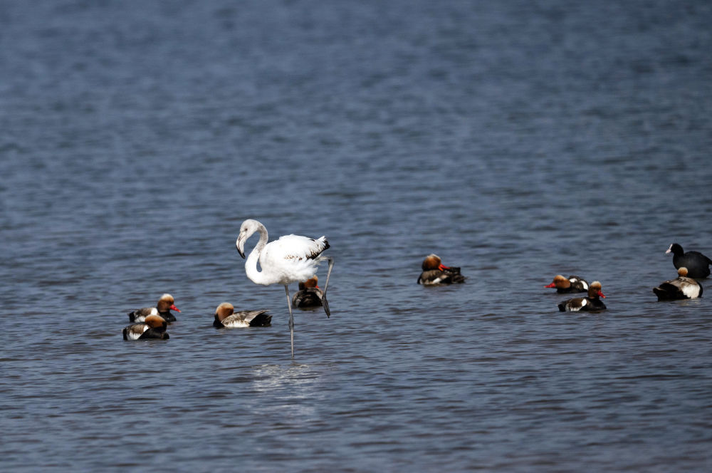 内蒙古乌梁素海近年来首次发现大红鹳 内蒙古乌梁素海近年来首次发现大红鹳