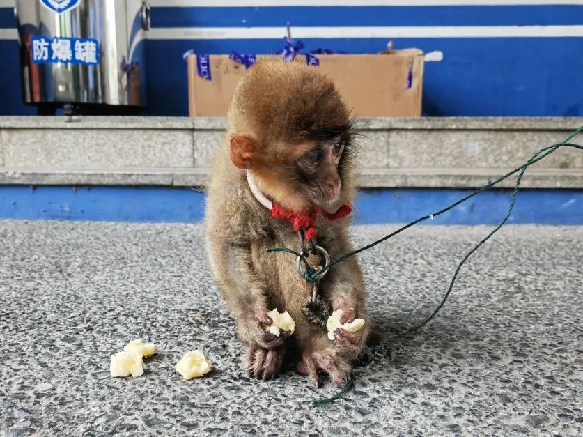 你是猴子请来的救兵吗？