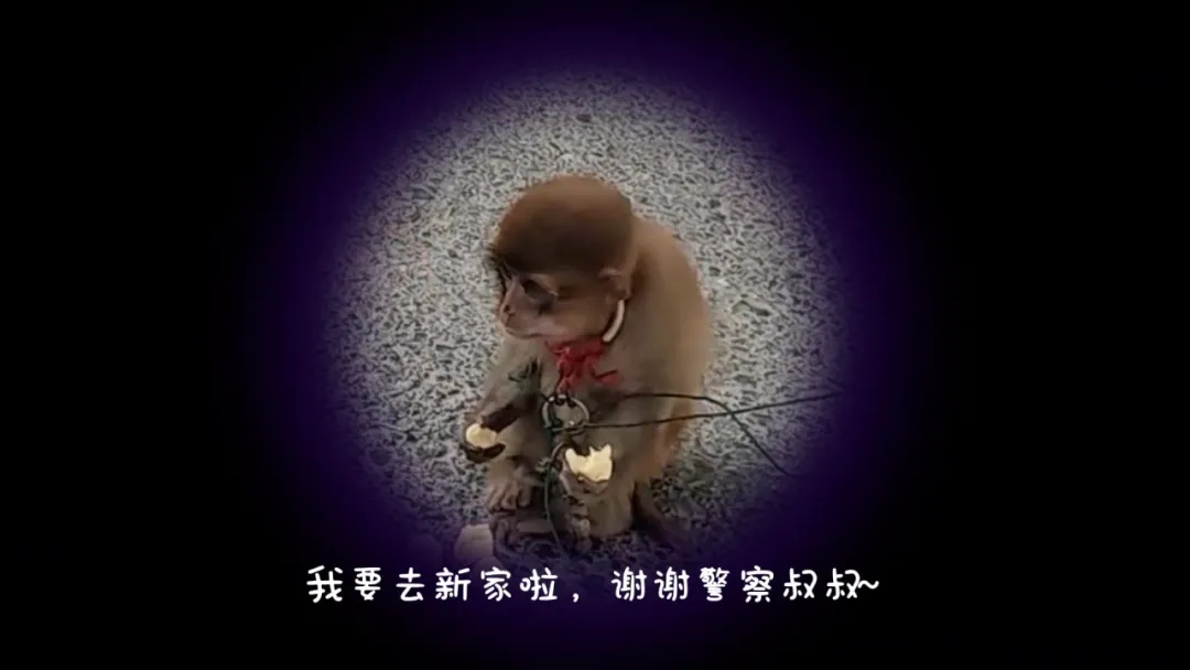 沪一男子林中吹笛,意外一幕出现上海地区十分罕见! 沪一男子林中吹笛,意外一幕出现上海地区十分罕见!