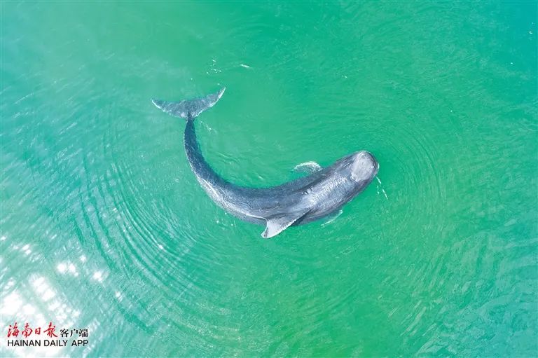 祝福!“海棠”从三亚启程“回家” 祝福!“海棠”从三亚启程“回家”