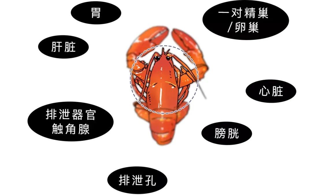 小龙虾的这些部位别再吃了，太多人中招了！