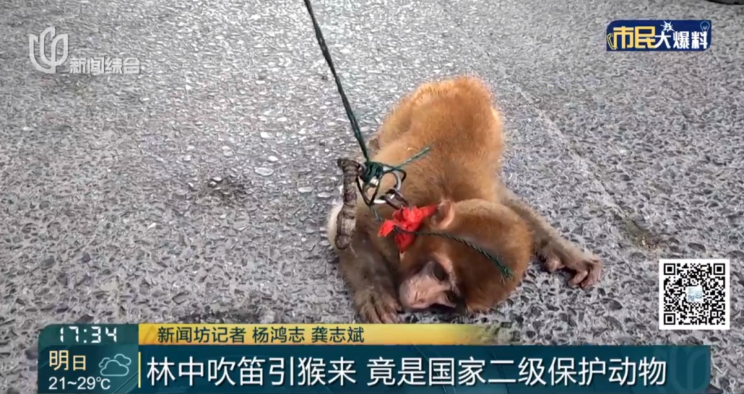 沪一男子林中吹笛,意外一幕出现上海地区十分罕见! 沪一男子林中吹笛,意外一幕出现上海地区十分罕见!