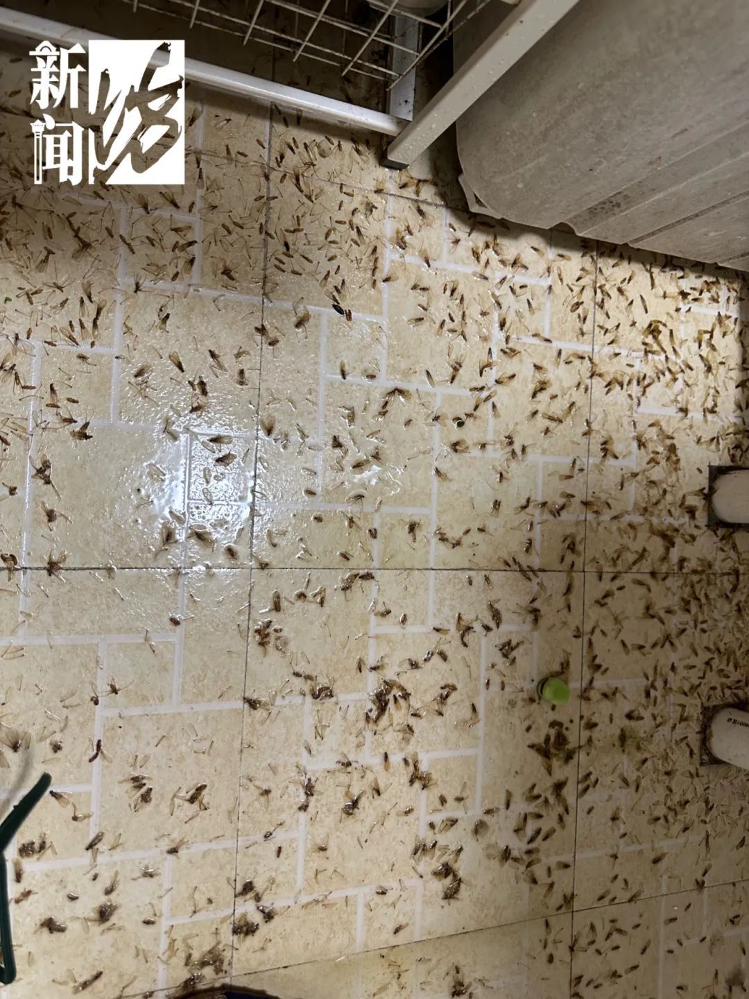 上海人最担心的来了!有人夜不能寐,身上、头上到处都是…… 上海人最担心的来了!有人夜不能寐,身上、头上到处都是……