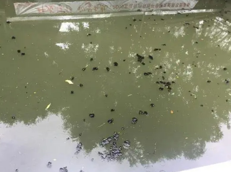 佛山龙舟漂移即将开赛！背后还有故事→