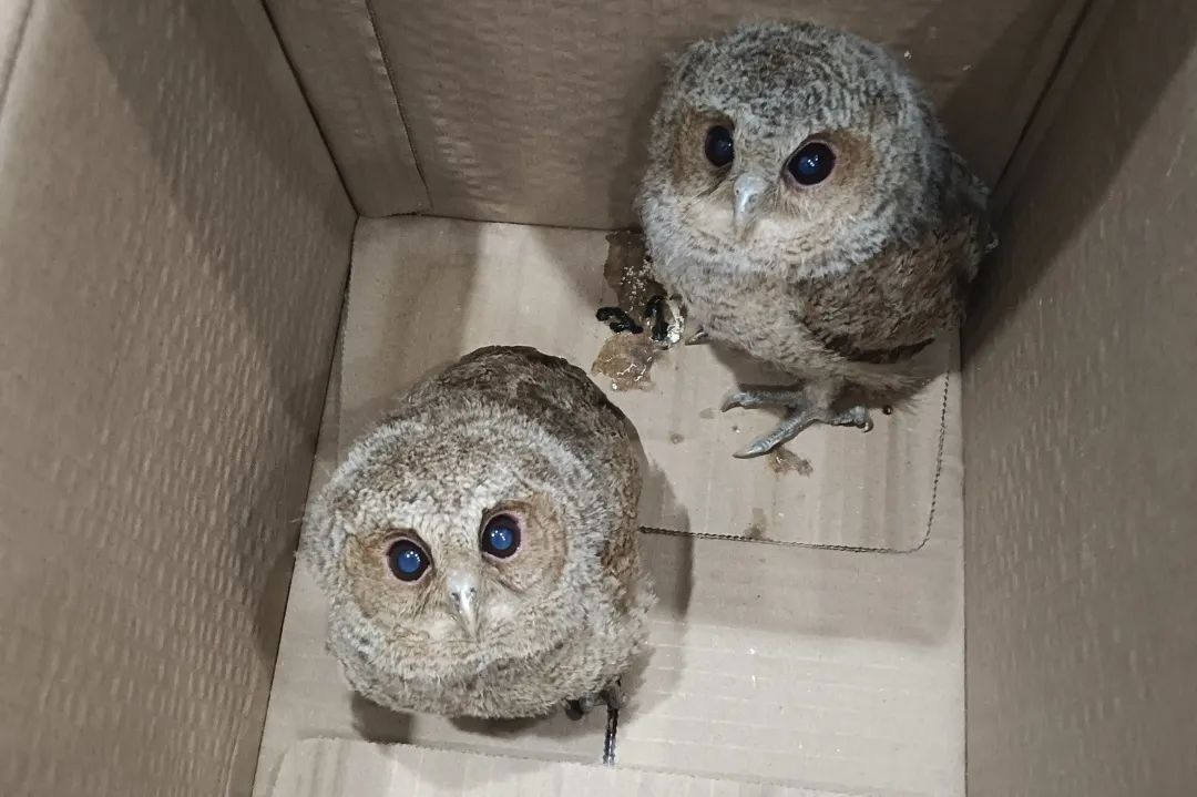 大眼“萌”禽“落难”,新昌生态警长出手相助 大眼“萌”禽“落难”,新昌生态警长出手相助