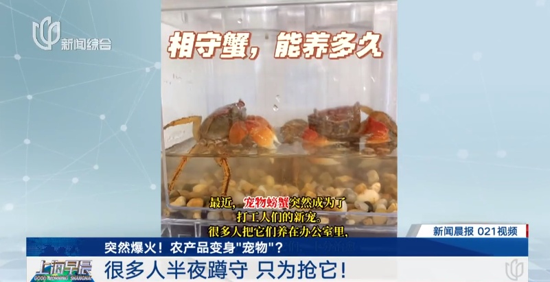 突然爆火!很多上海人半夜蹲守抢购,也有人担心:生鲜平台能卖这个? 突然爆火!很多上海人半夜蹲守抢购,也有人担心:生鲜平台能卖这个?