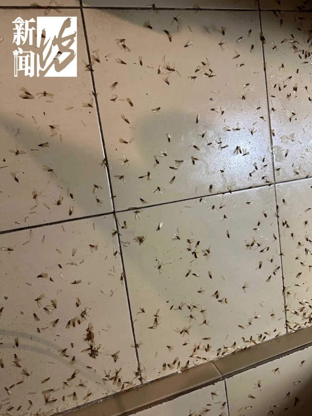 上海人最担心的来了!有人夜不能寐,身上、头上到处都是…… 上海人最担心的来了!有人夜不能寐,身上、头上到处都是……