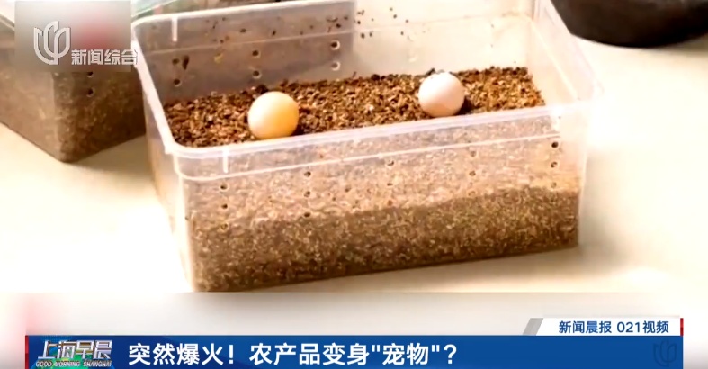 突然爆火!很多上海人半夜蹲守抢购,也有人担心:生鲜平台能卖这个? 突然爆火!很多上海人半夜蹲守抢购,也有人担心:生鲜平台能卖这个?