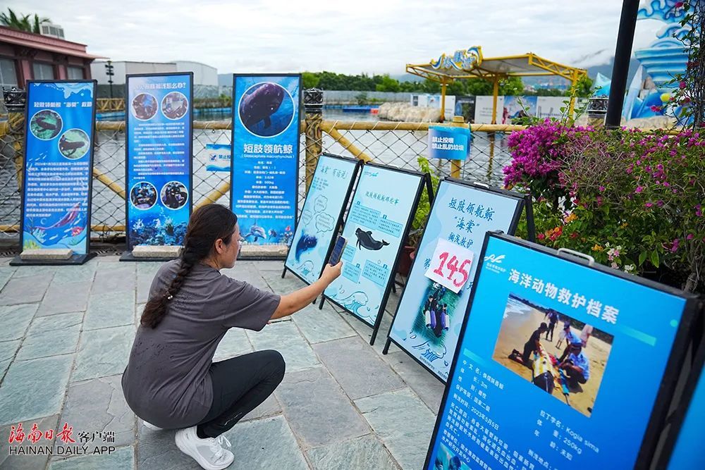 祝福!“海棠”从三亚启程“回家” 祝福!“海棠”从三亚启程“回家”