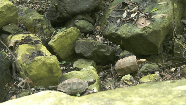 憨态可掬!巡边民警捡到4只国家一级保护动物凹甲陆龟 憨态可掬!巡边民警捡到4只国家一级保护动物凹甲陆龟