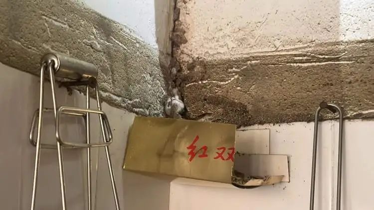 上海人最担心的来了!有人夜不能寐,身上、头上到处都是…… 上海人最担心的来了!有人夜不能寐,身上、头上到处都是……