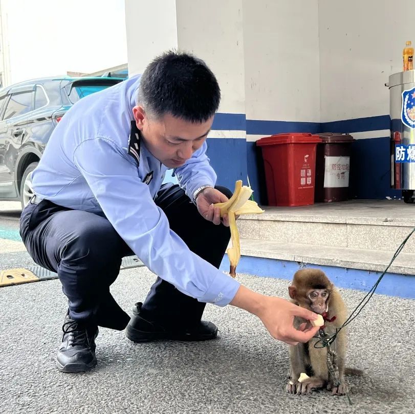 你是猴子请来的救兵吗？