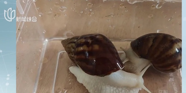 突然爆火!很多上海人半夜蹲守抢购,也有人担心:生鲜平台能卖这个? 突然爆火!很多上海人半夜蹲守抢购,也有人担心:生鲜平台能卖这个?