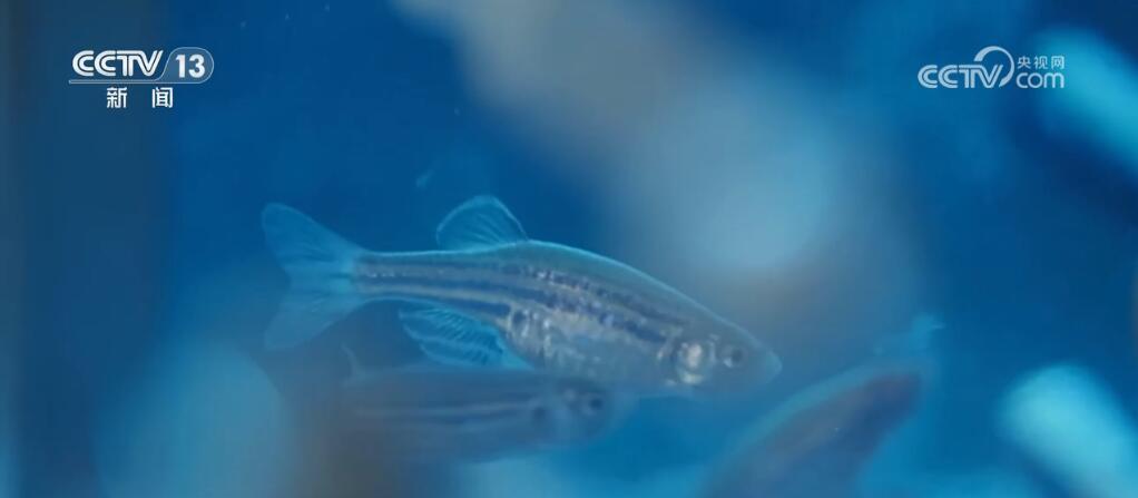 科研、养鱼、运动、种菜…… 在轨“满月”,看神十八乘组都在忙什么? 科研、养鱼、运动、种菜…… 在轨“满月”,看神十八乘组都在忙什么?