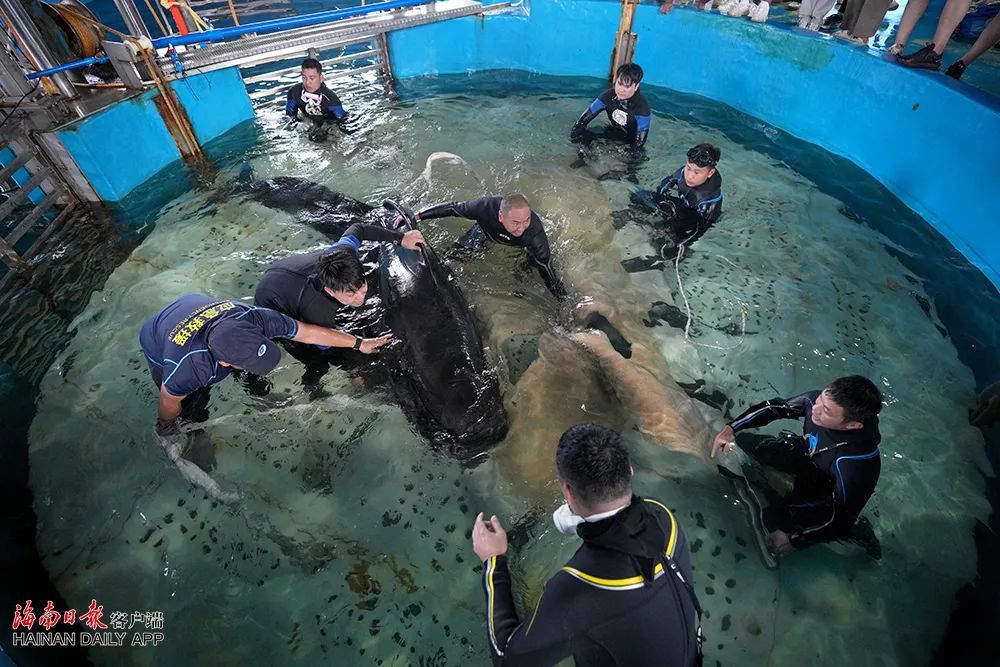 祝福!“海棠”从三亚启程“回家” 祝福!“海棠”从三亚启程“回家”